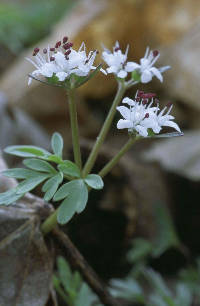 Erigenia bulbosa 5