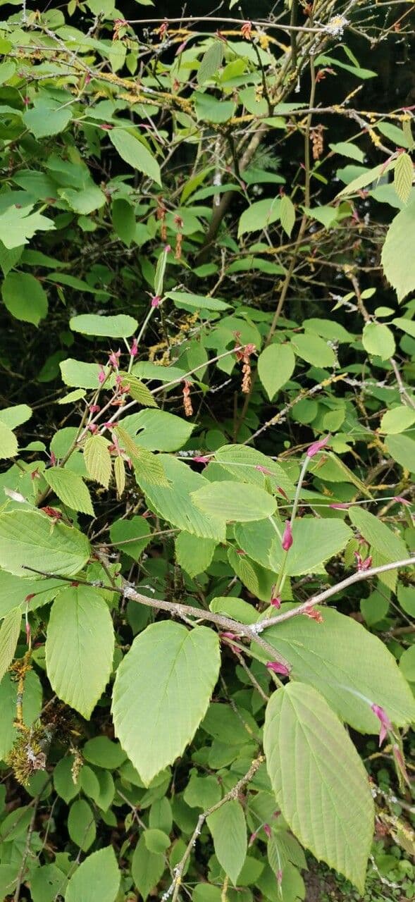 Winterhasel 8