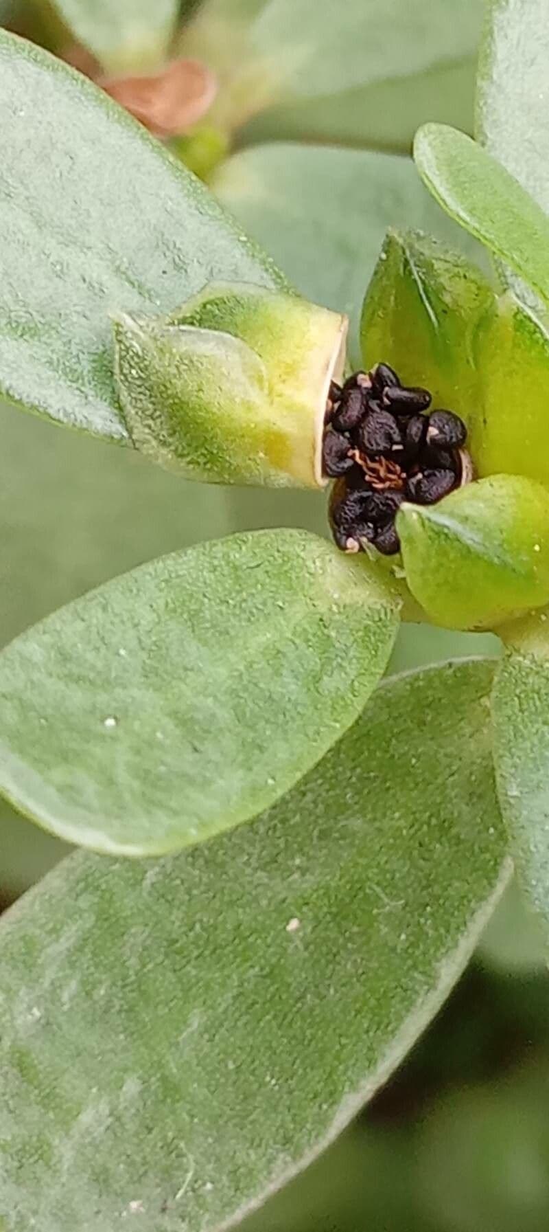 Porcellana comune 5