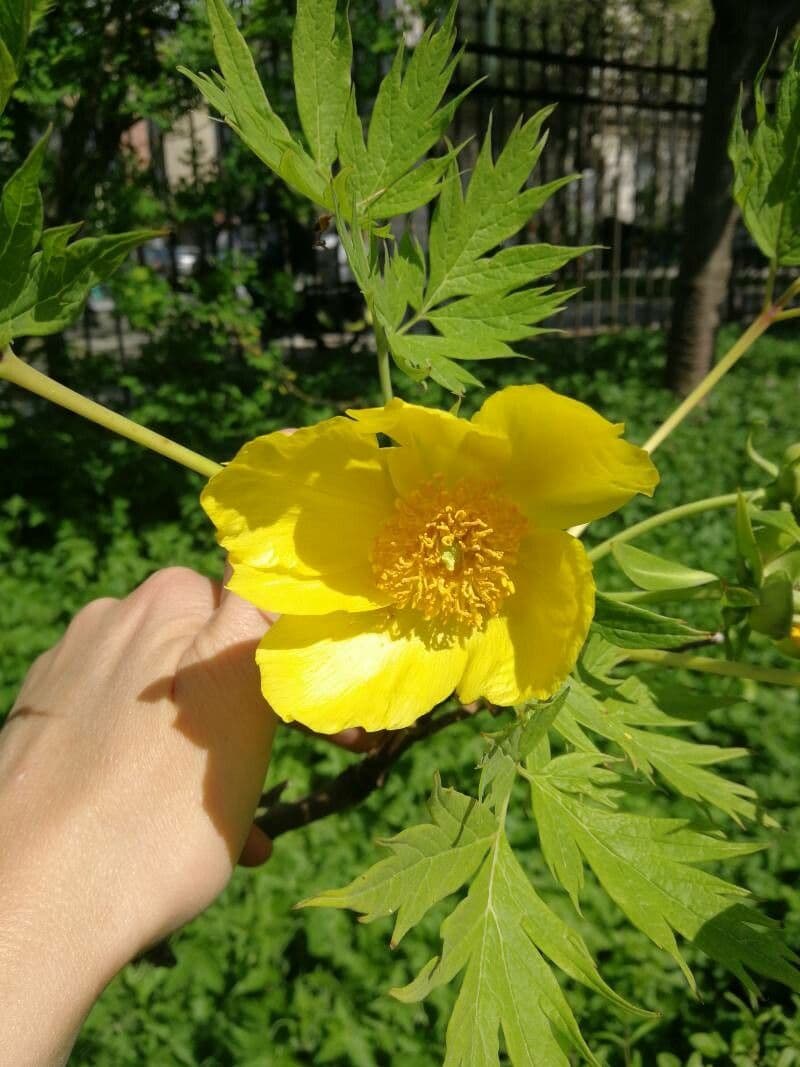 Peonia 5
