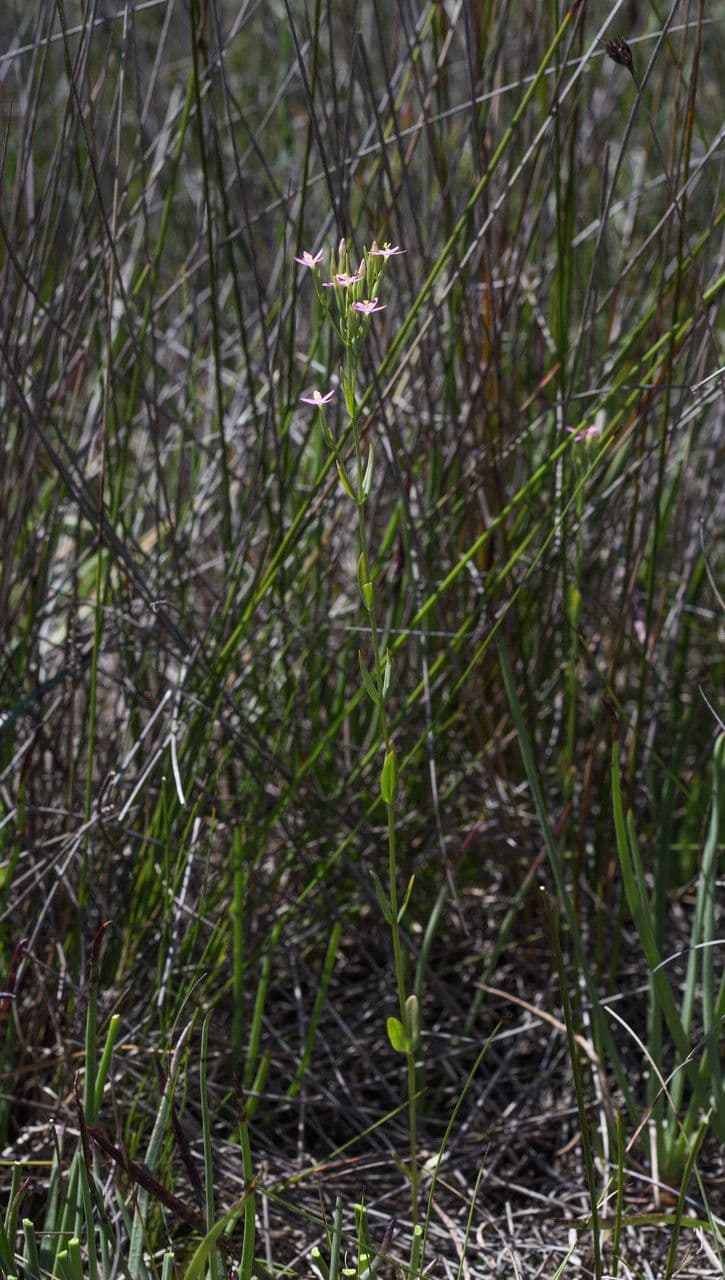 Centaurella tenuiflora 9