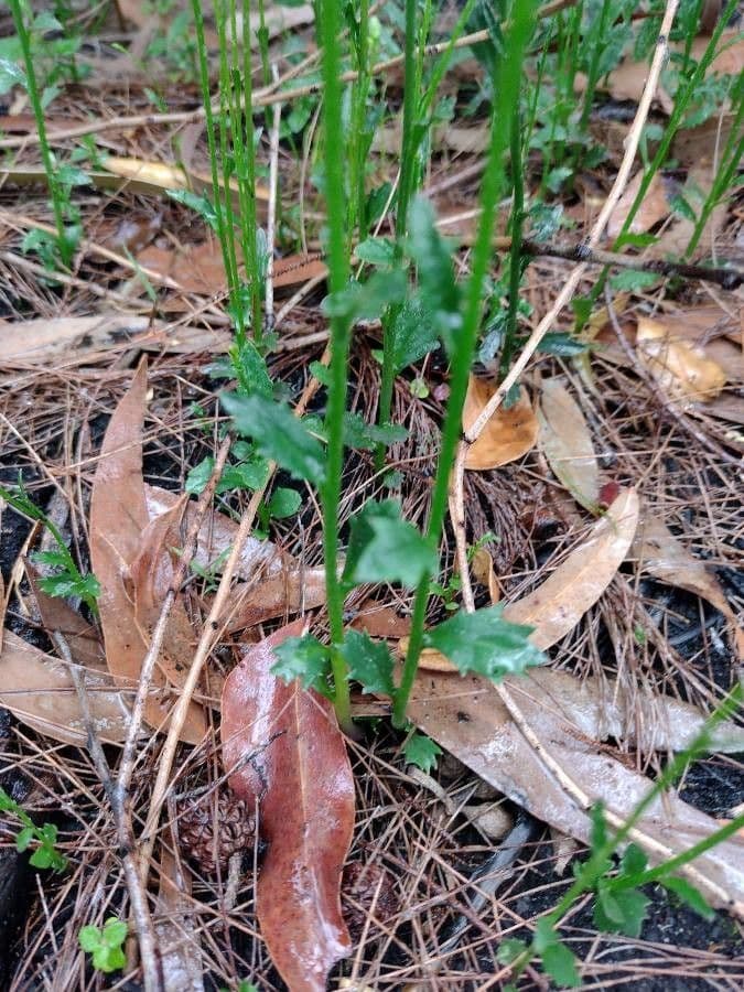 Lobelia 5