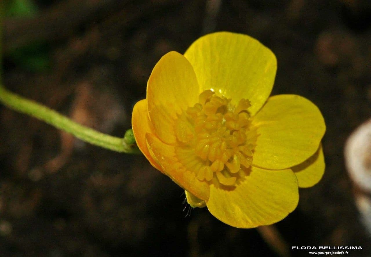 Ranunculus 4