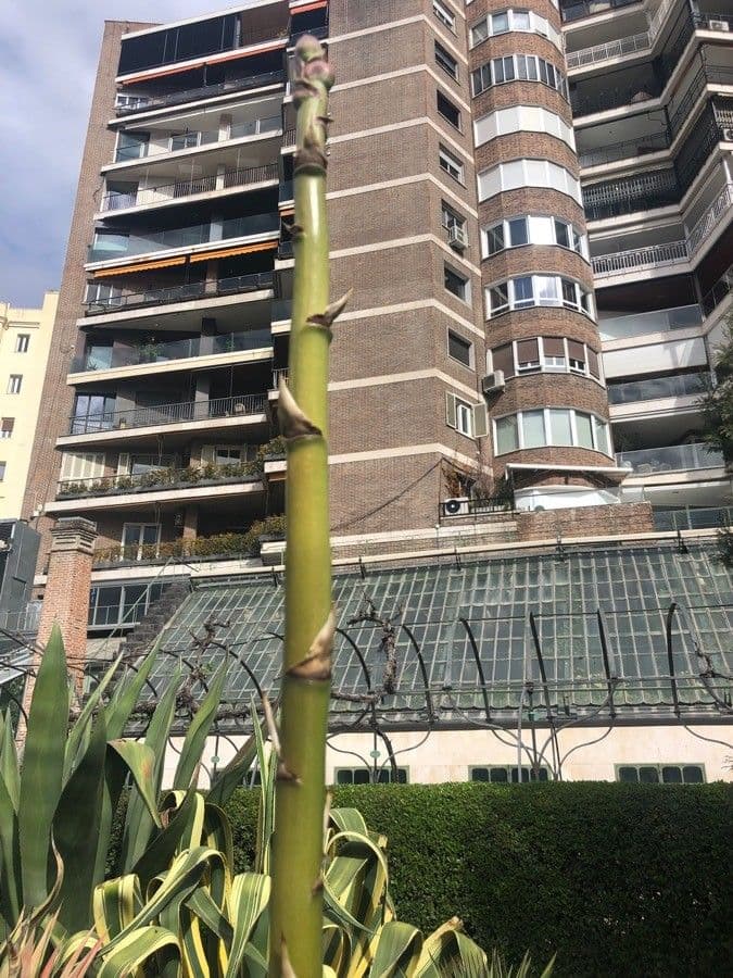 Murpheys Agave 2