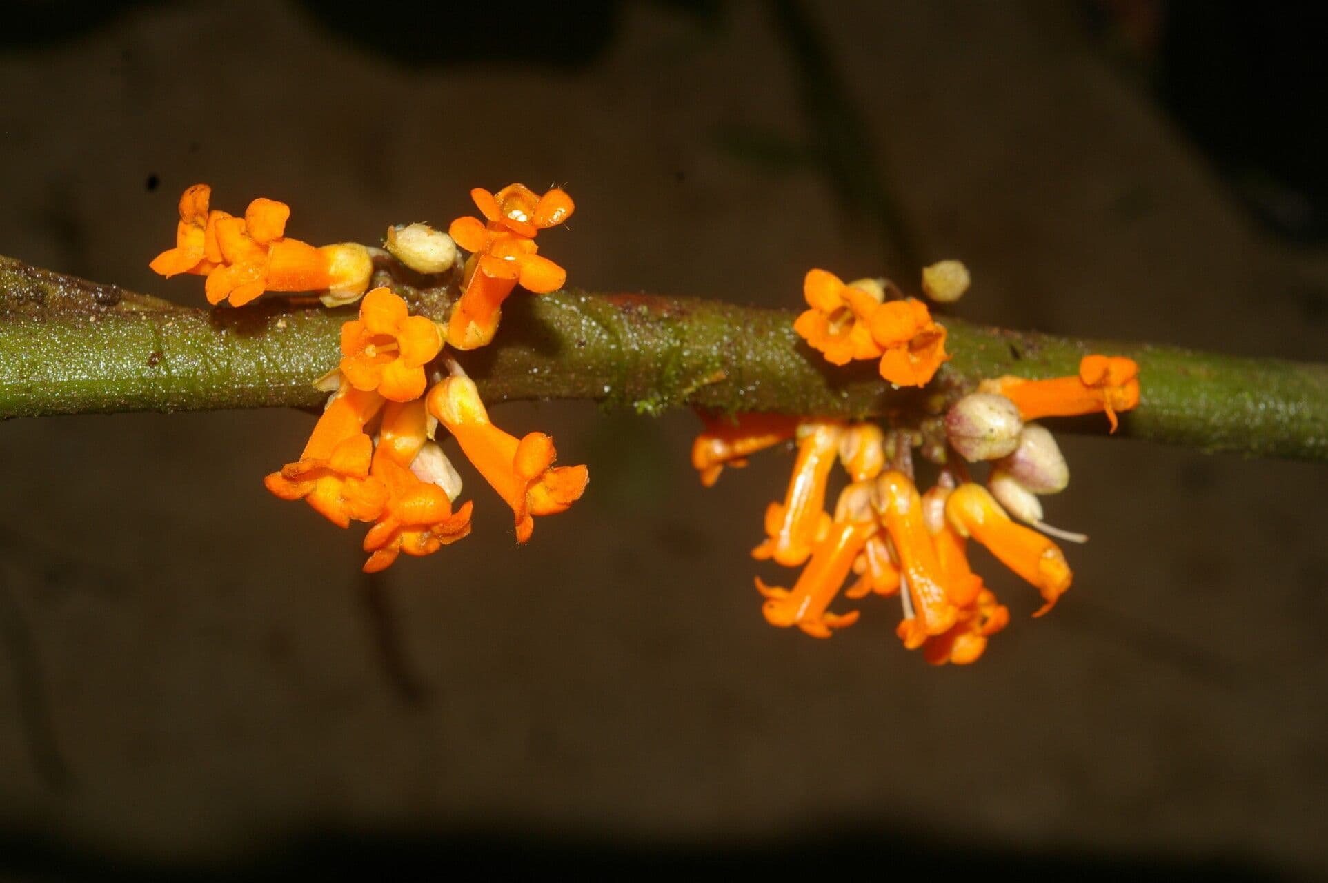 Besleria notable 3
