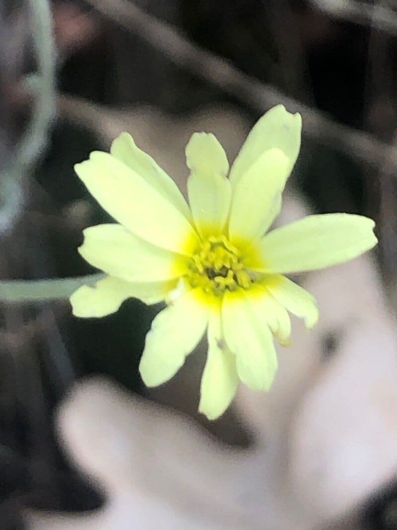 Leucanthemopsis