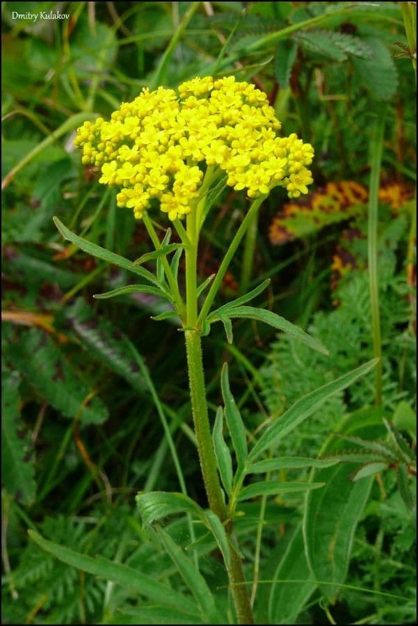 Patrinia