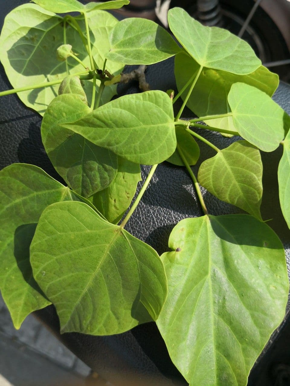 Catalpa di Bunge 14