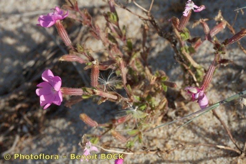 Silene 25