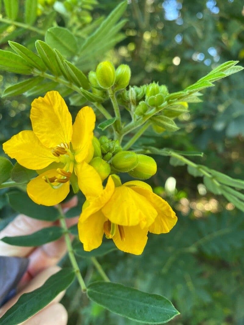 Vieldrüsige Senna 3