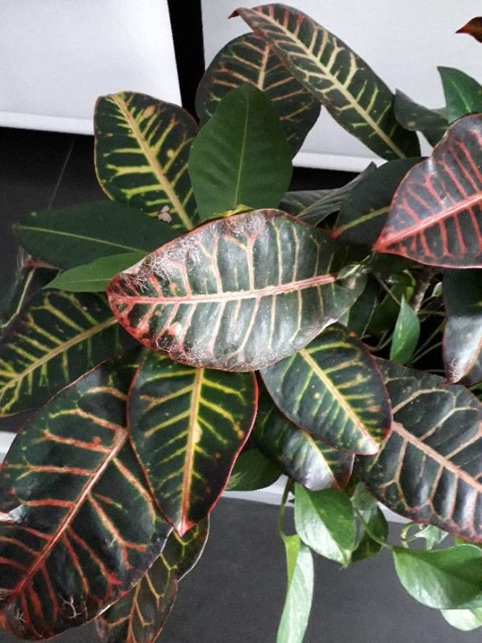 Croton variegato 19