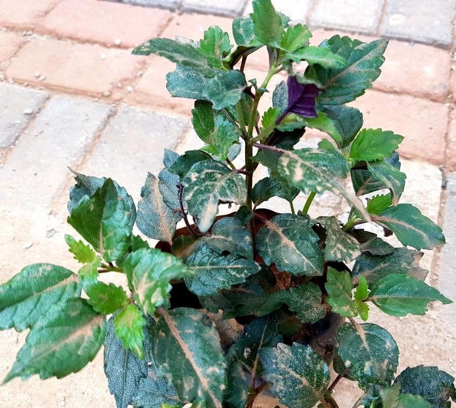 Plectranthus 8