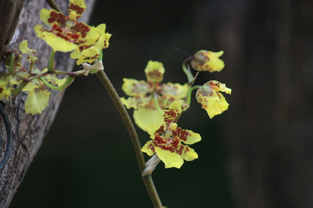 Oncidium sphacelatum 6