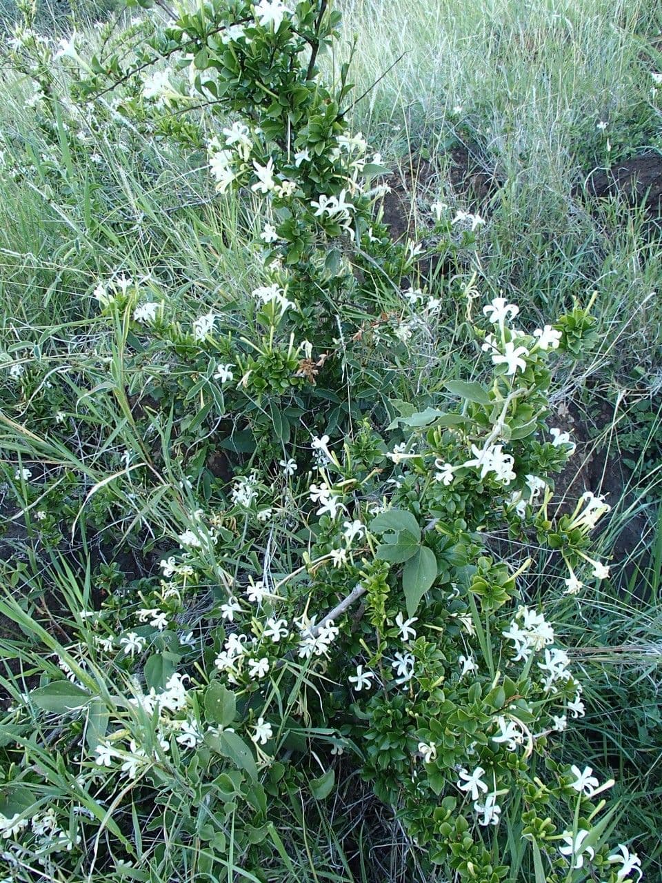 Turraea 10