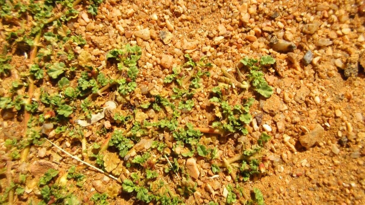 Corchorus 13