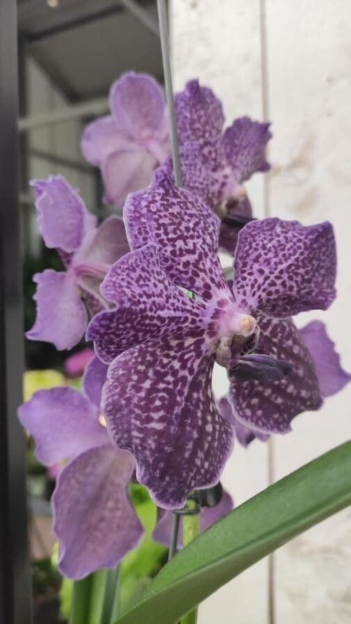 Vanda 5