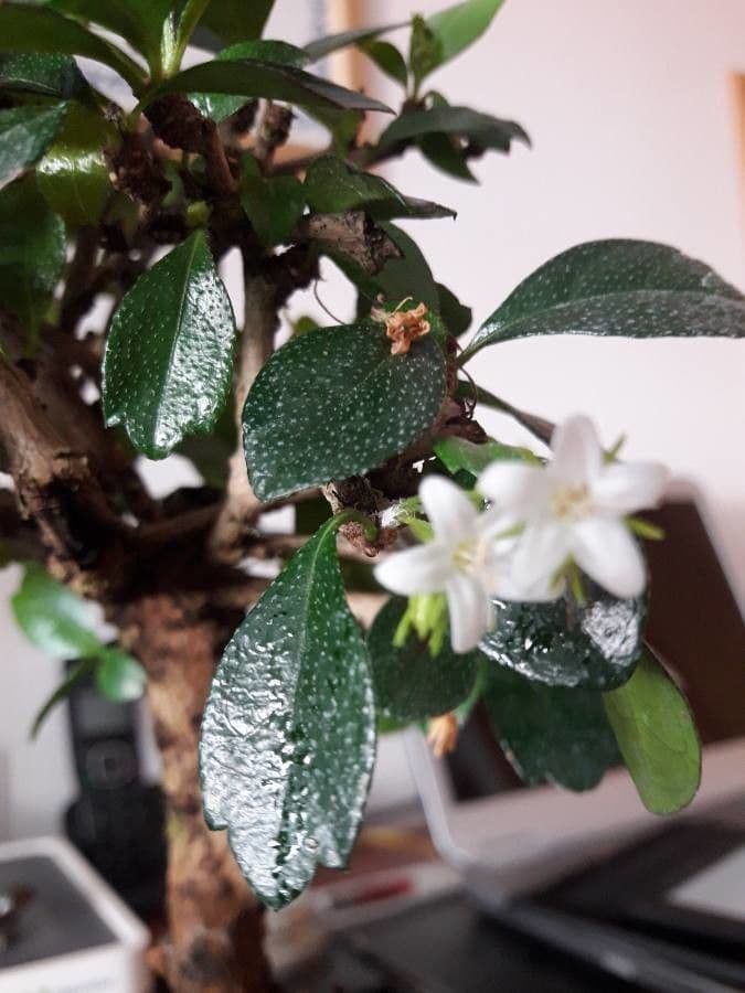 Fukientea 3