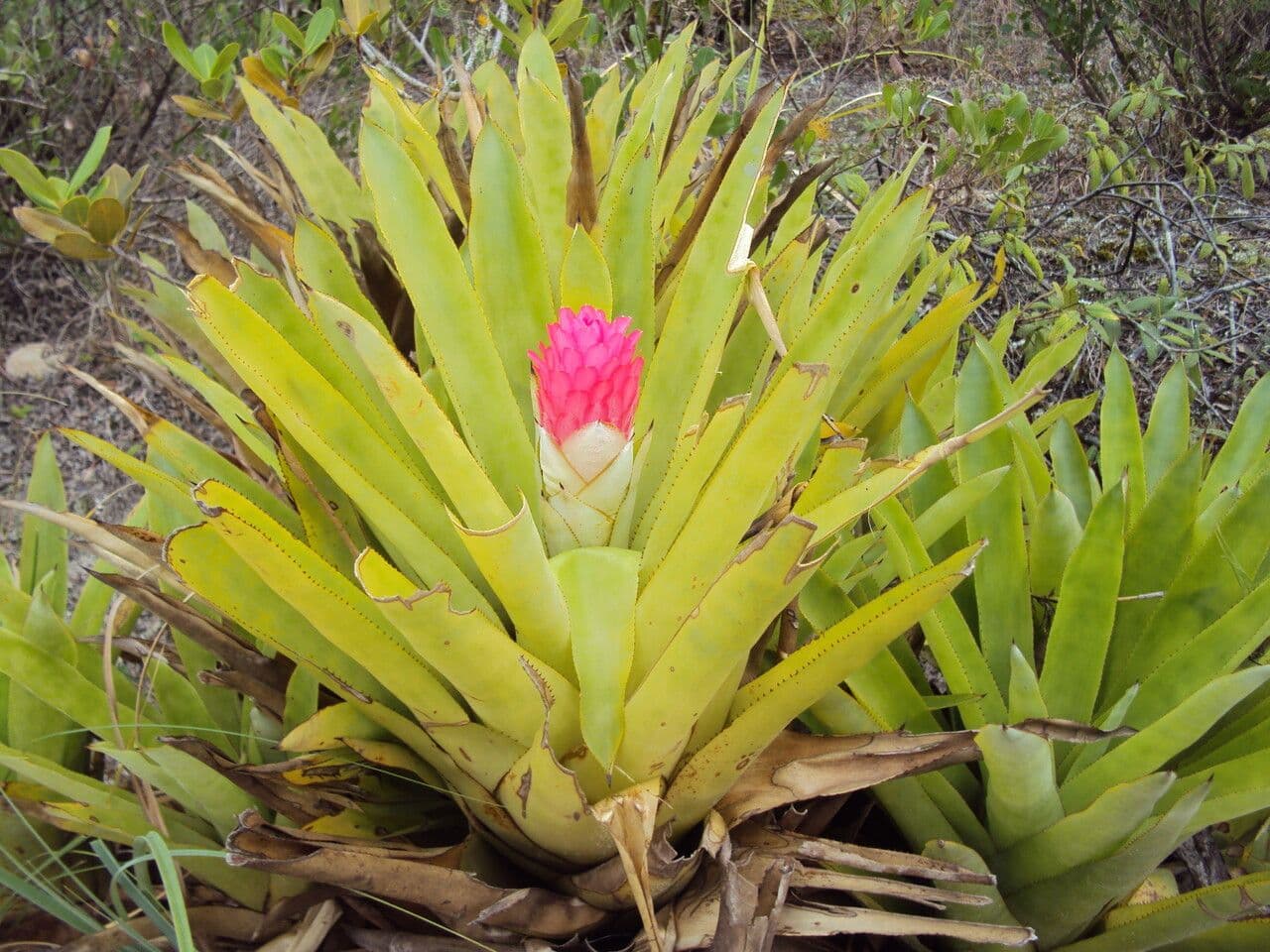 Bromelia 2