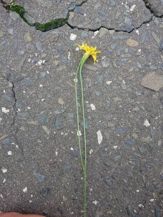 Radicchiella bienne 14