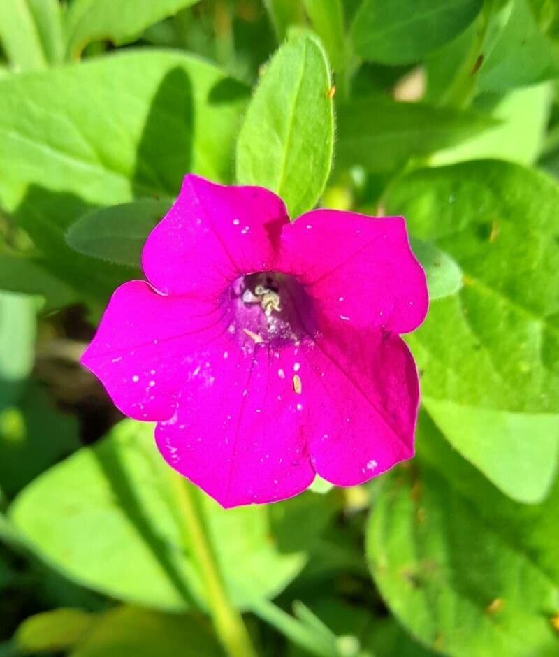 Petunia 3