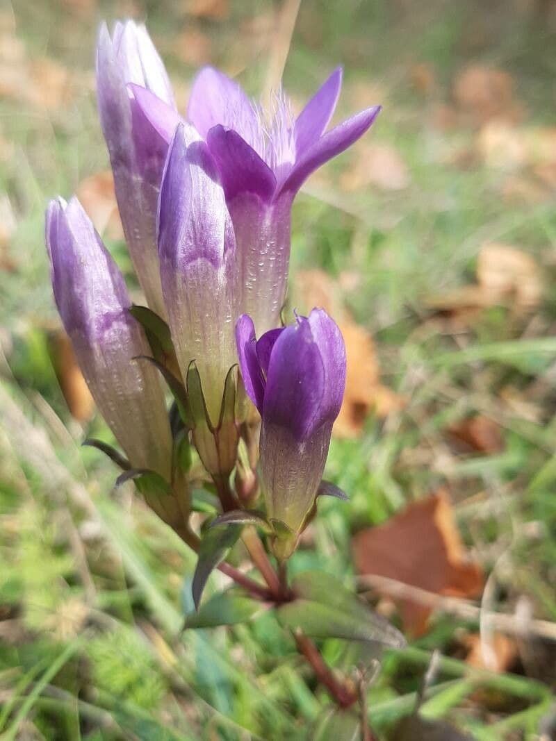 Genziana tedesca 17