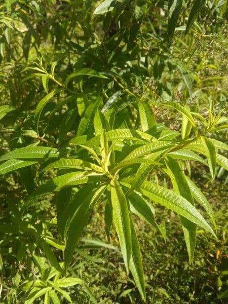 Verbena comune 26