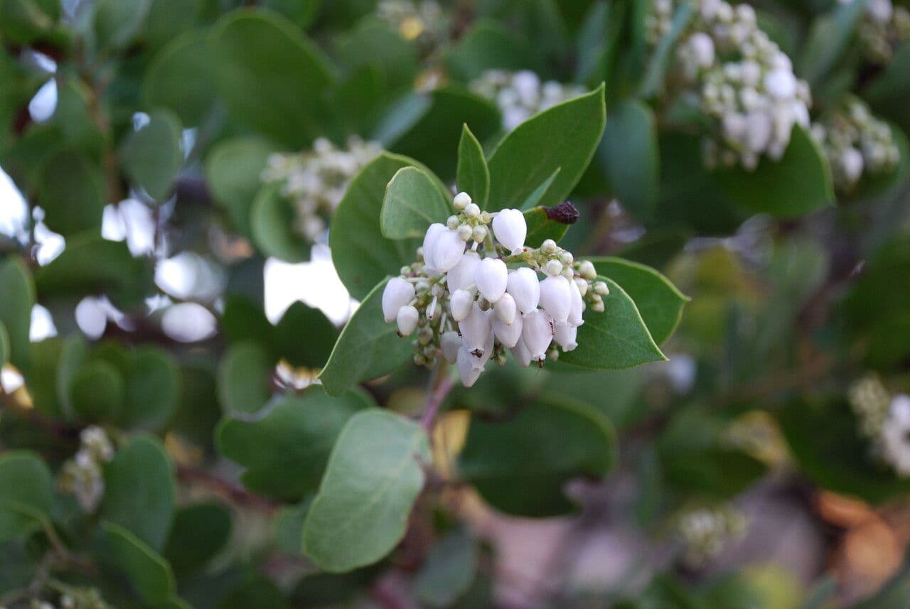 Manzanita 5