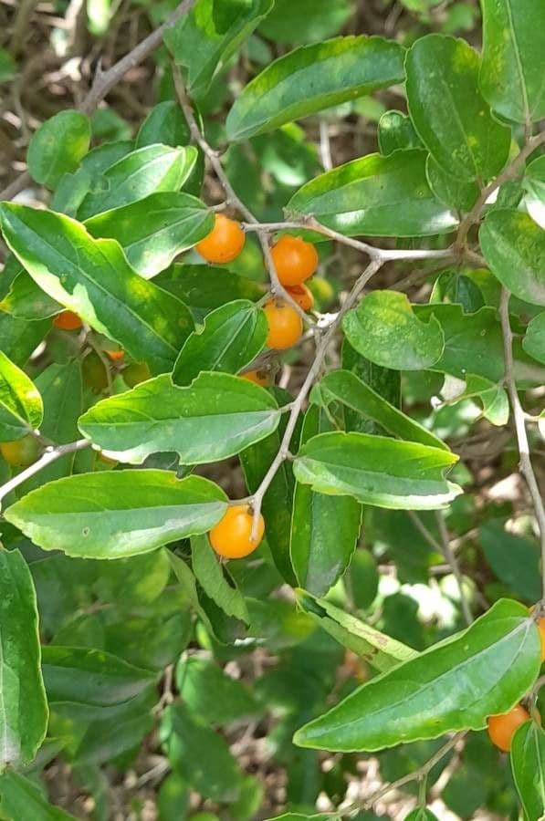 Celtis iguanaea 16