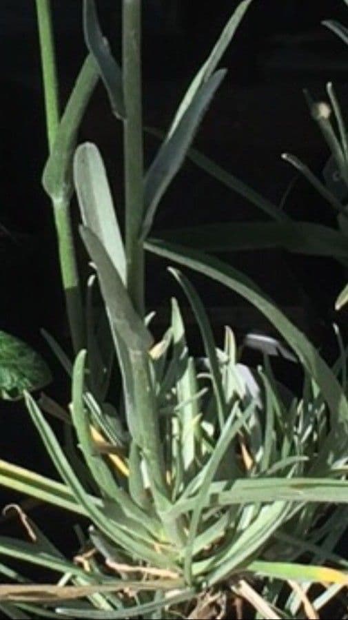 Pycnosorus 10