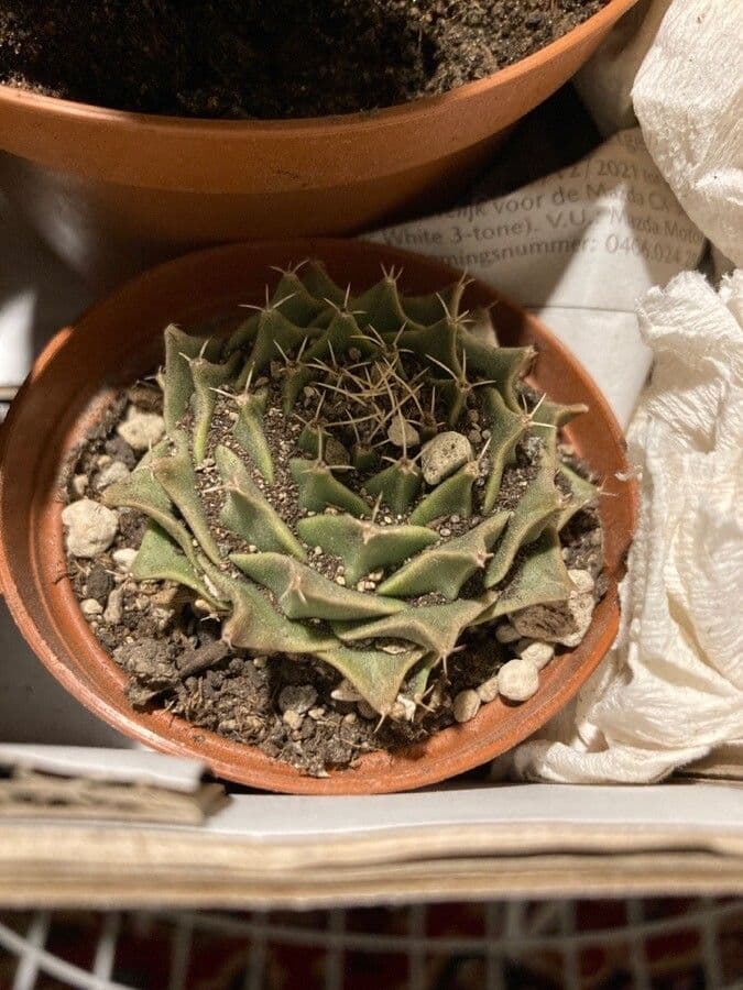 Cactus carciofo 4