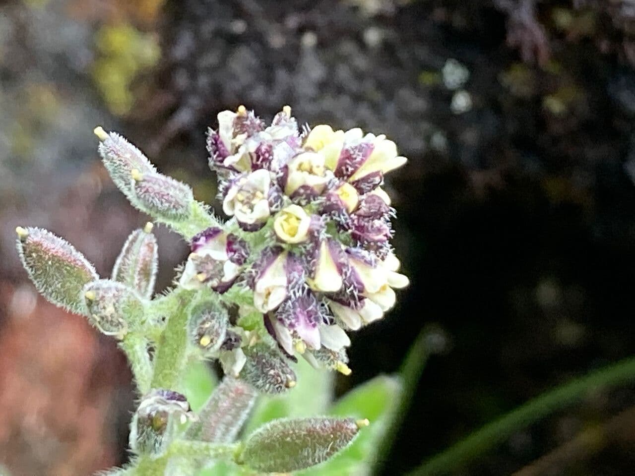 Draba 6