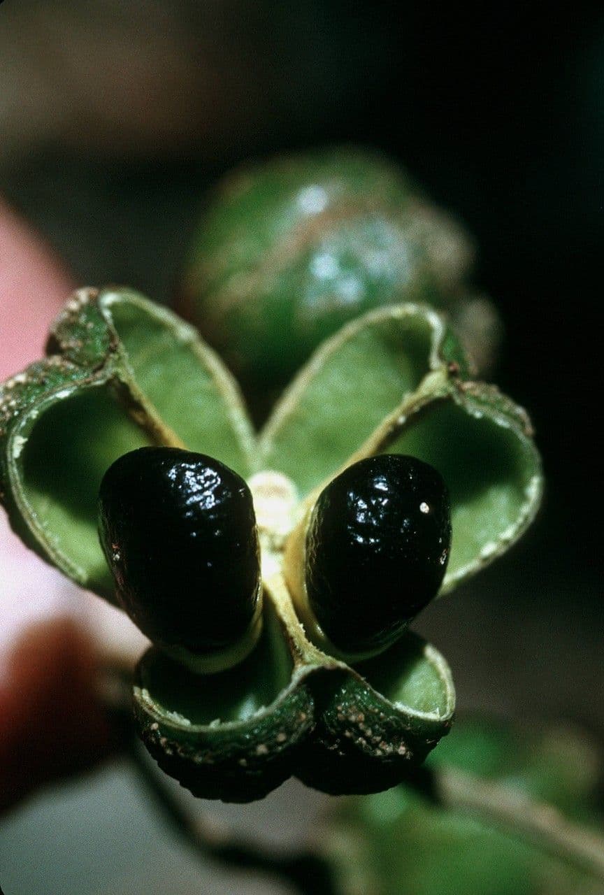 Cupania 4