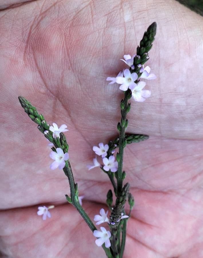 Verbena comune 10
