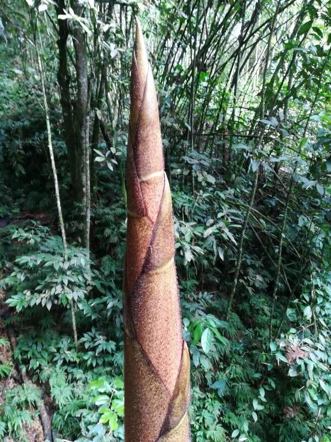 Guadua angustifolia 8