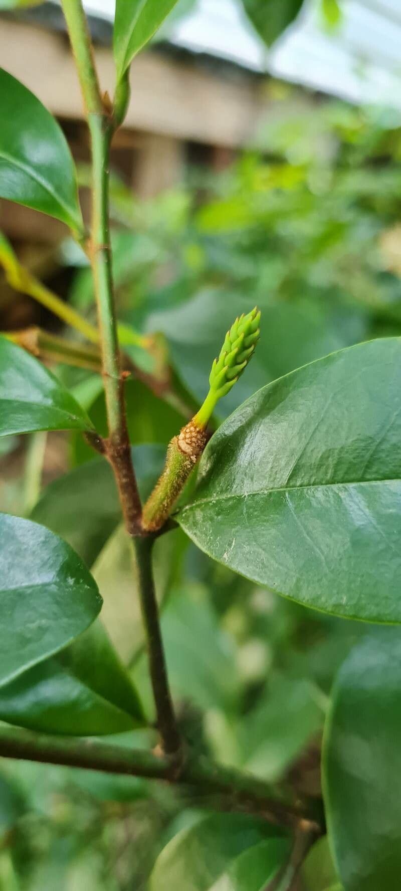 Chenille copperleaf 5