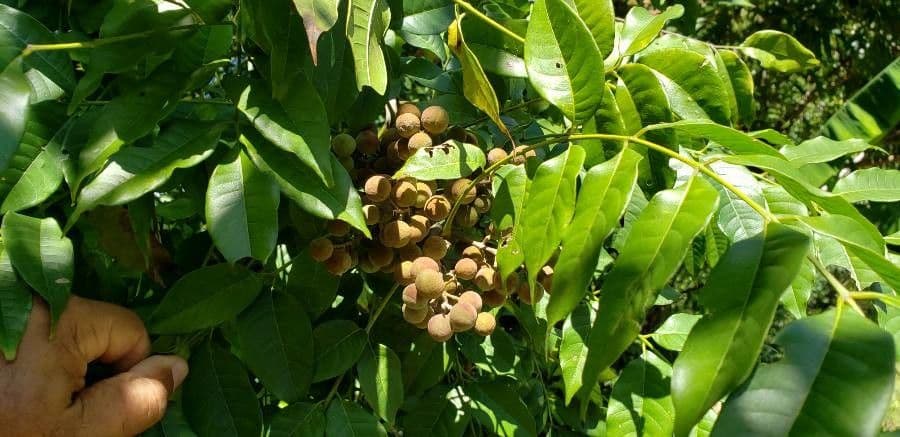 Longan 2