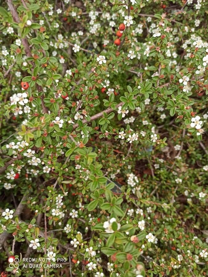 Cotoneaster di Dammer 30