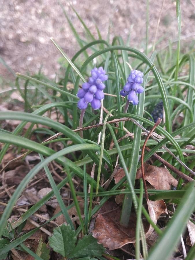 Szafirek miękkolistny 23