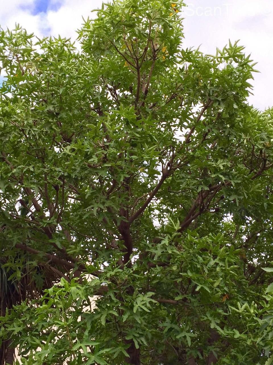 Kandelaberbaum