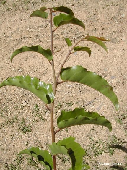 Amborella 11