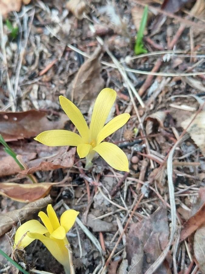 Sternbergia colchiciflora 5