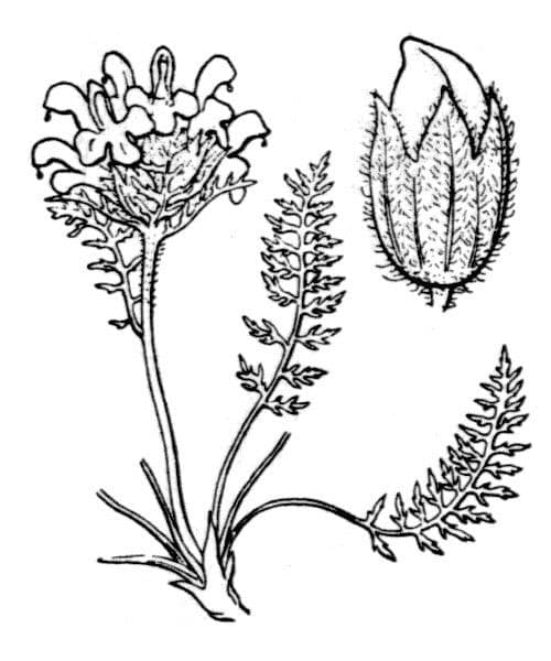 Pedicularis rosea 18