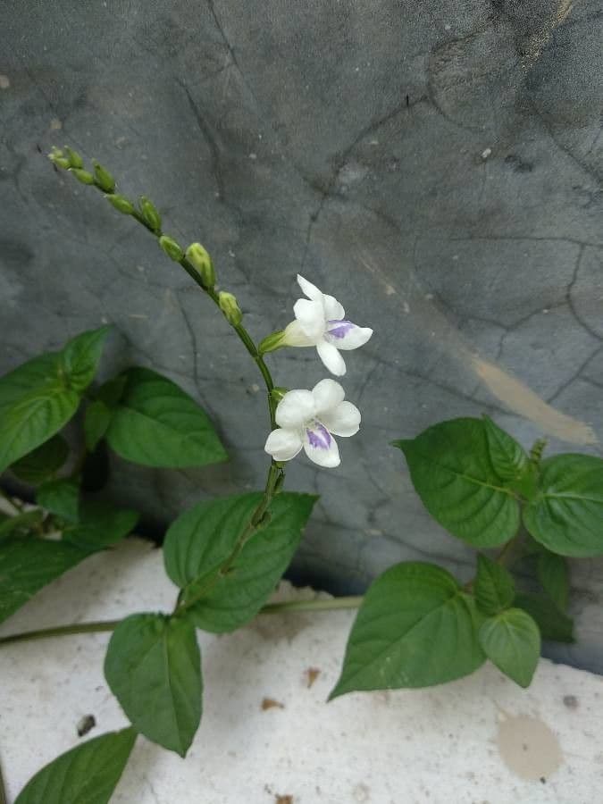 Violeta china 7