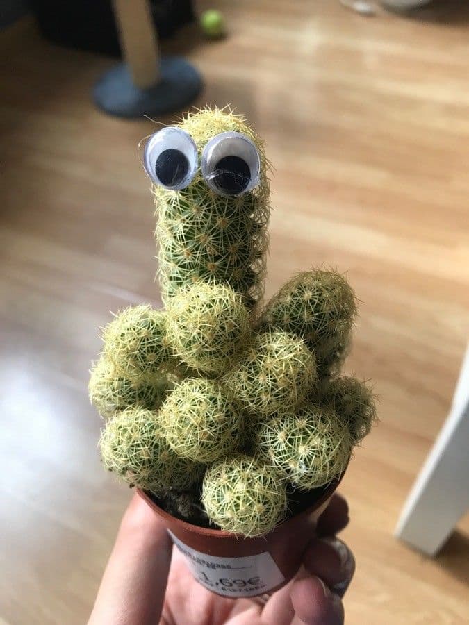Cactus stella dorata 19