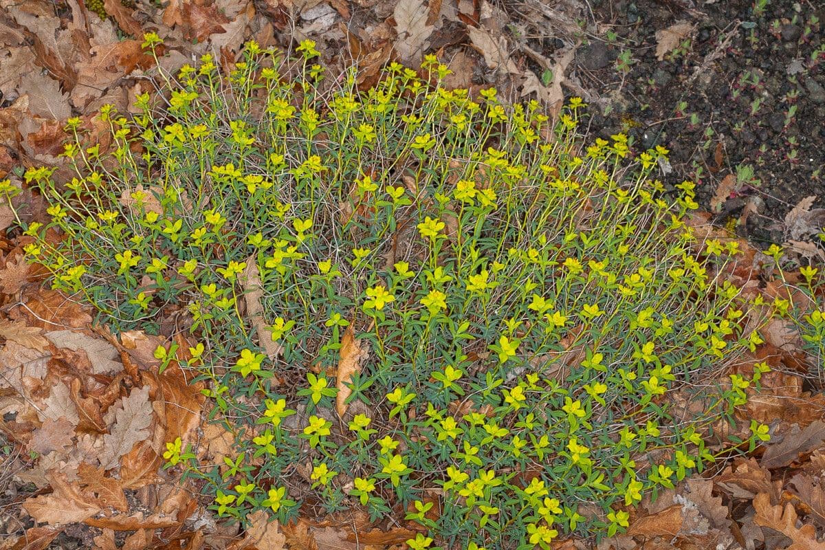 Euphorbia 17