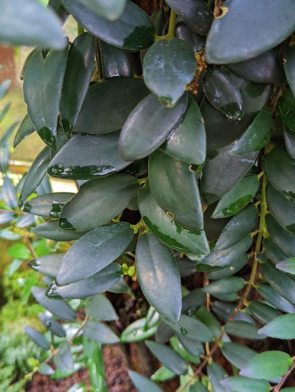 Aeschynanthus 5