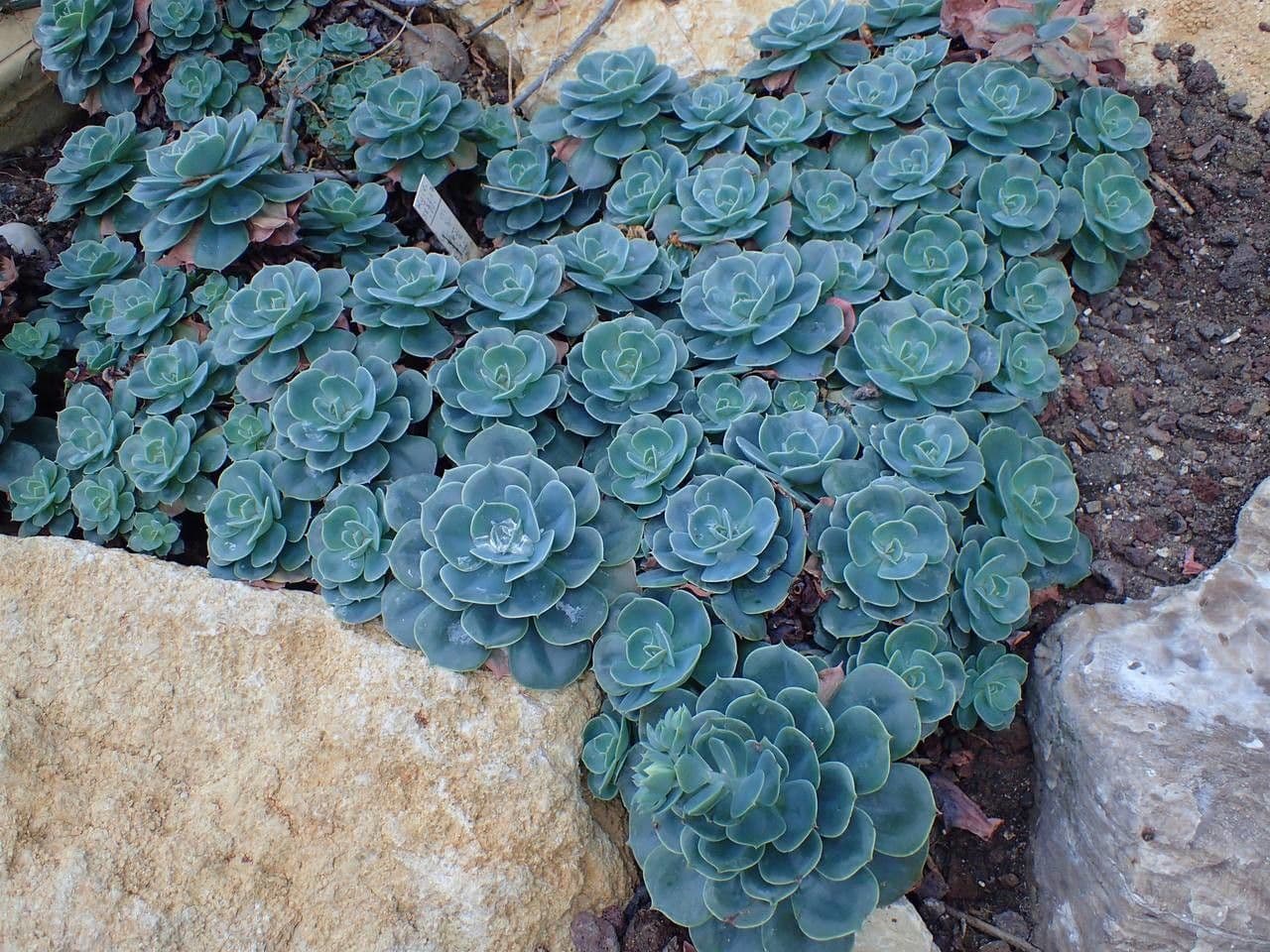Echeveria secunda 13