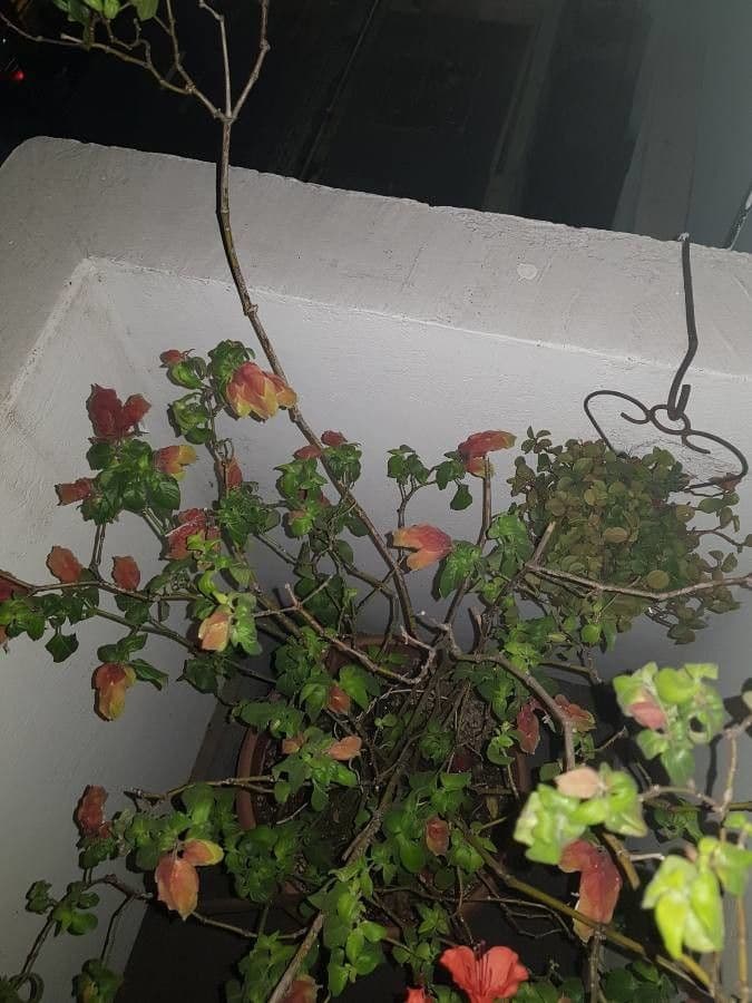Pianta gamberetto 2