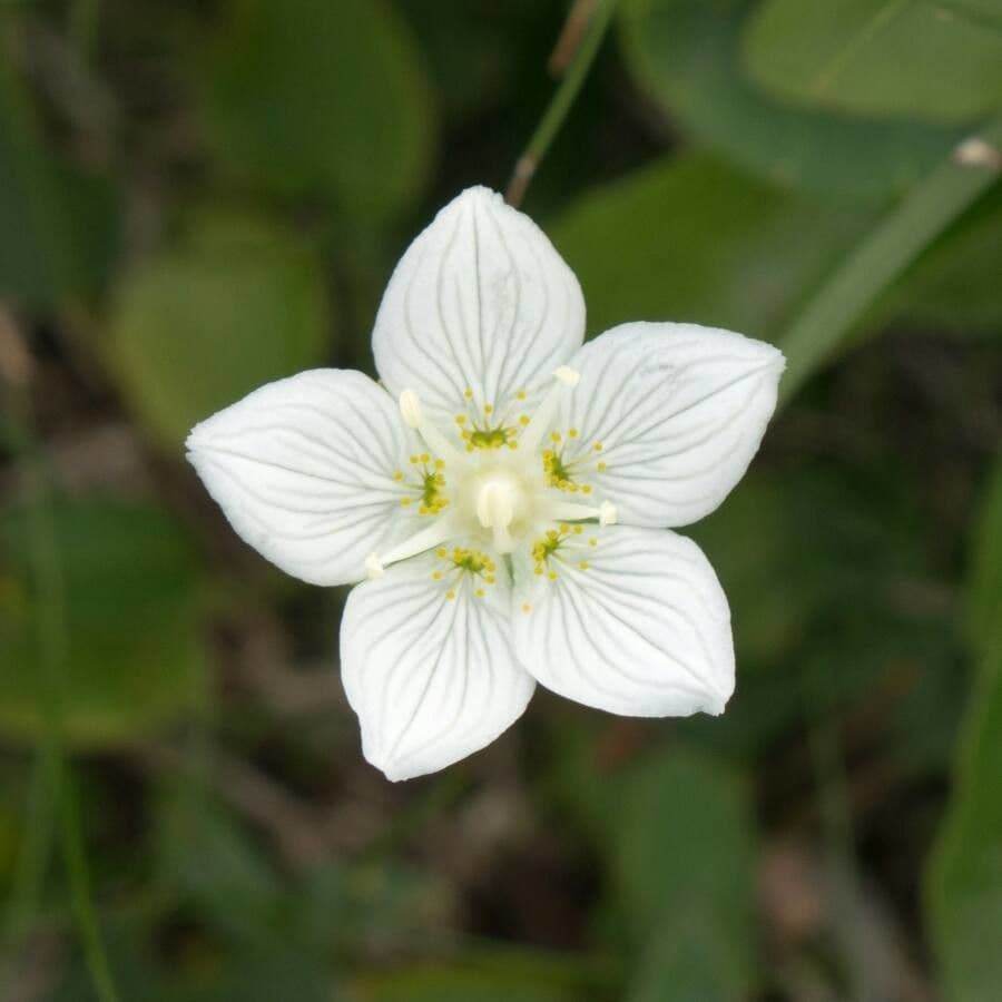Parnassia 7