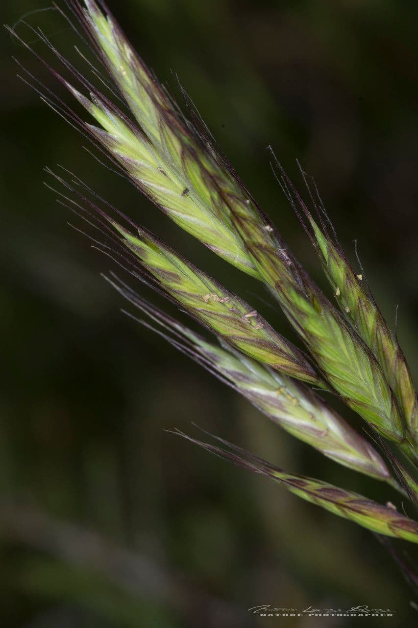 Brome lancéolé 9
